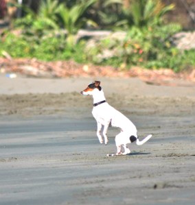 Black sand dog