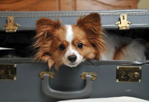 Dog in suitcase
