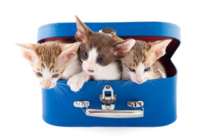 Cats in suitcase