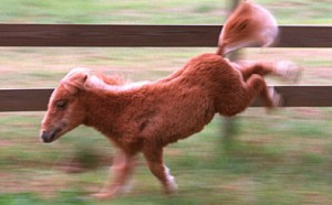 Horse kicking it Horse kicking it