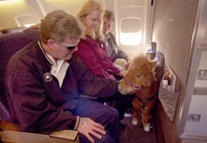 Horse on plane Horse on plane