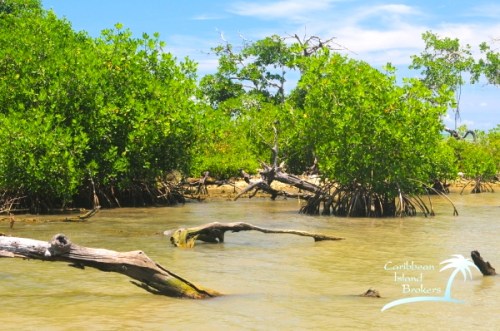 Little Monkey Caye Little Monkey Caye