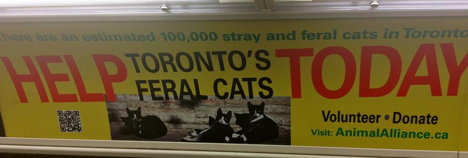 If anyone wants a cat, I brought 5,000 back from Toronto